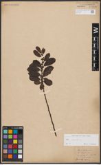 Foto von Salix aurita L.